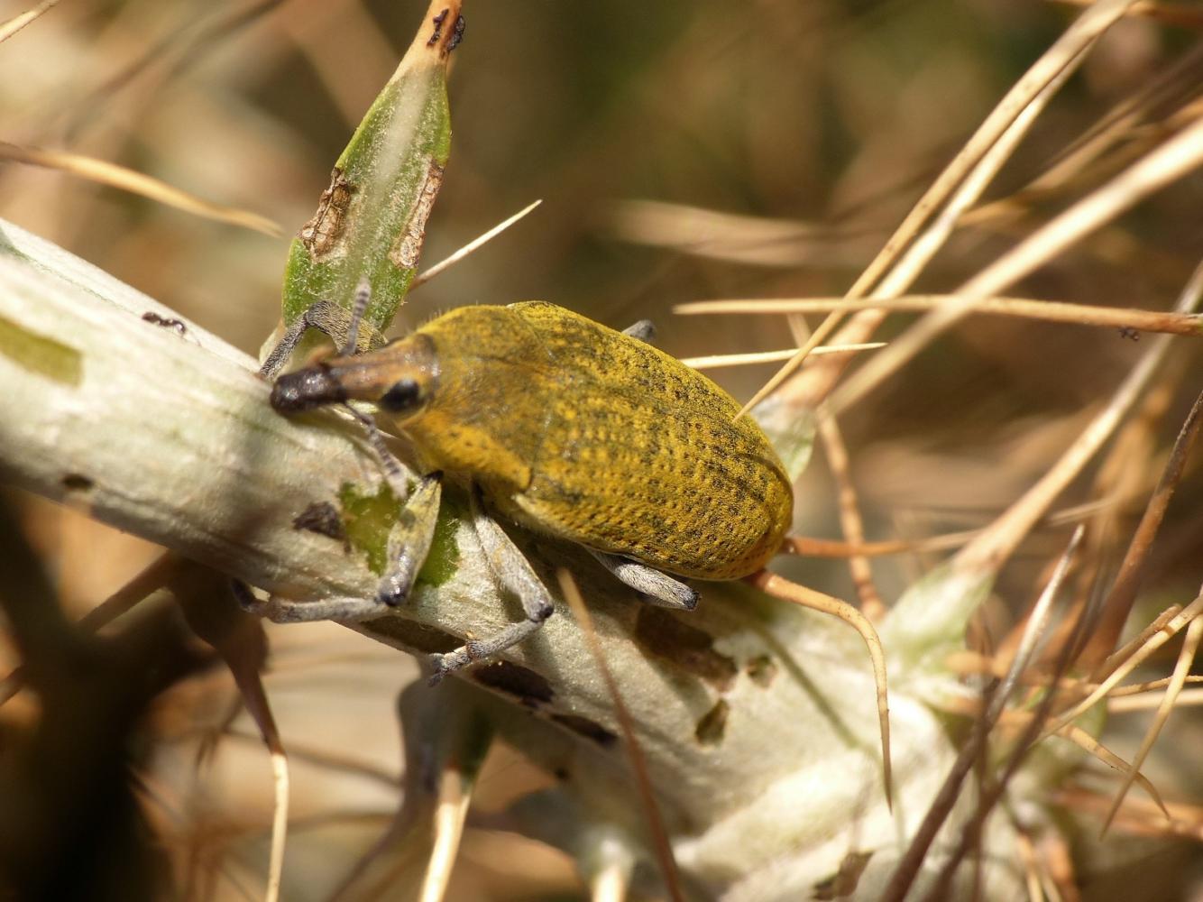 Il mistero dei Larinus di Tolfa: L. ochreatus e L. cynarae